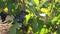 Bunches of ripe grapes in the rows in vineyard. Viticulture in Puglia, Italy.