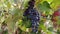 Bunches of ripe grapes in the rows in vineyard. Viticulture in Puglia, Italy.