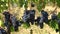 Bunches of ripe grapes on vine in close-up. Tuscany, Italy