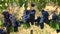 Bunches of ripe grapes on vine in close up. A vineyard in Tuscany, Italy