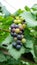 Bunches of ripe grapes in a vineyard