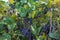 Bunches of Ripe Grapes in a Vineyard in Loudon County, Virginia