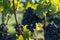 Bunches of ripe grapes, vineyards near St. Emilion town, production of red Bordeaux wine, Merlot or Cabernet Sauvignon grapes on