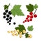 Bunches of Ripe Juicy Blackcurrant, Redcurrant, White Currant with Green Leafs. Red currant, Black currant, White