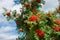 Bunches of ripe mountain ash against the blue sky