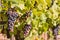 Bunches of ripe Pinot Noir grapes on vine in vineyard