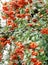 Bunches of ripe red berries of mountain ash.