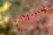 Bunches of ripe red berry barberry in autumn garden.