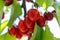 Bunches of ripe red cherry close-up on a sunny day in spring