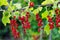 Bunches of ripe red currant berries on a branch