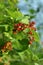 Bunches of ripe and reddening viburnum berries shine in the sun