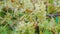 Bunches of ripe white grapes. Vineyard near Lake Ontario, United States. ProRes HQ 422 10 bit video