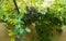 Bunches of ripening grapes on the vine in front of the country houses in Georgia