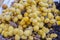 Bunches of round yellow dates, barhi variety