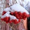 Bunches of rowan sheltered snow