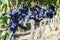 Bunches of Sangiovese grapes in the Chianti region of Tuscany