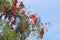 Bunches of Schinus molle or Peruvian pepper Fruits against blue sunny sky of Valle Sur, Cuzco region, Peru, South America