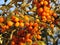 Bunches of sea buckthorn