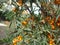 Bunches of sea buckthorn berries on the branches of a tree.