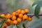 Bunches of sea buckthorn berries on the branches of a tree.