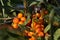 Bunches of sea buckthorn berries on the branches of a tree.