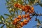 Bunches of sea buckthorn berries on the branches of a tree.