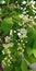 Bunches of small white flowers against the background of bright green foliage. Delicate summer romantic background