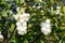 Bunches of snowberries in the garden, symphoricarpos.