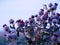 Bunches of thistle flowers in the autumn sun, gray round thistles with flowers with purple petals, wild gray-green plants