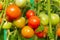 Bunches of tomatoes on the branches in a greenhouse