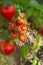 Bunches of tomatoes on a branches in the greenhouse