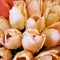 Bunches of Tulips in closeup, peach, pink