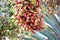 Bunches of unripe dates in Dubai