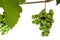 Bunches of unripe grapes on the vine isolated on a white background