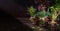 Bunches of various edible fresh herbs stand in jars on the kitchen table in the rays of light. Panorama, banner, dark background