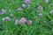 Bunches of Verbena Bonariensis Blooming in the Field