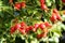 Bunches of Vibrant Red Rose Hip Fruits Ripening on the Trees