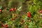 Bunches of Vibrant Red Rose Hip Fruits Ripening on the Trees