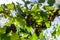 Bunches of Vitis Labrusca grapes in the process of ripening in a grape cultivation at La Union in the Valle del Cauca region of