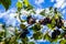 Bunches of Vitis Labrusca grapes in the process of ripening in a grape cultivation at La Union in the Valle del Cauca region of