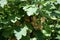 Bunches of white curranton a bush