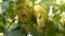 Bunches of white grapes moved by the wind