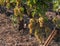 Bunches of white grapes ripen under gentle summer sun on Greek island in Greece