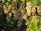 Bunches of white grapes ripen under gentle summer sun on Greek island in Greece