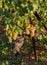 Bunches of white grapes ripen under gentle summer sun on Greek island in Greece