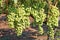 Bunches of white grapes on the vineyard
