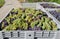 Bunches of white and red grapes freshly harvested in a large plastic bulk bin