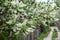 Bunches of white Siberian bird cherry