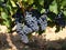 Bunches of wine grapes