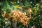 Bunches of winged seeds of the sycamore maple